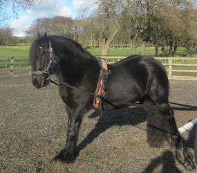 Fell Pony gelding Rackwood Hugo